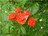 01d64d3f-Picture 2378.jpg